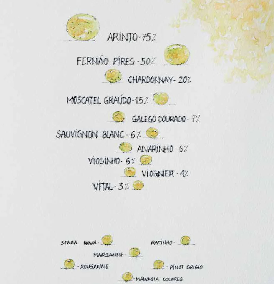 Castas brancas eleitas pelos produtores dos Vinhos de Lisboa (% de produtores)