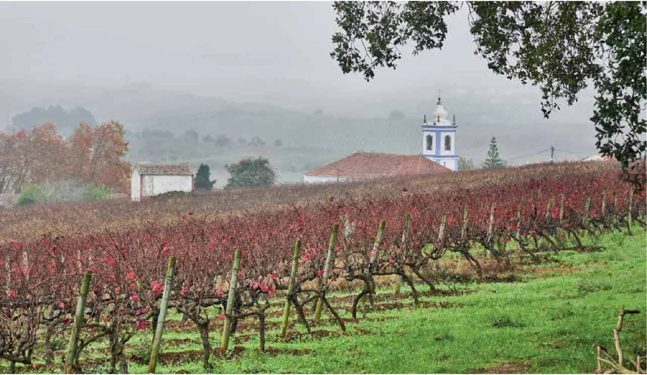 Bonifácio Wines