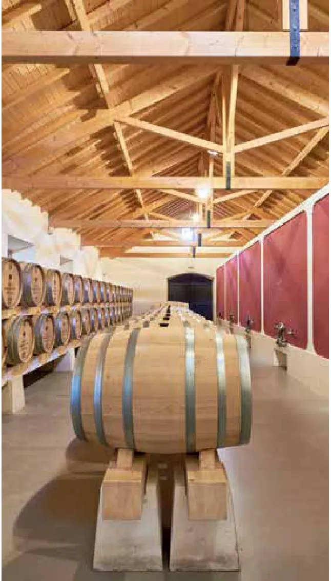 Casa Romana Vini — fotografia 4
