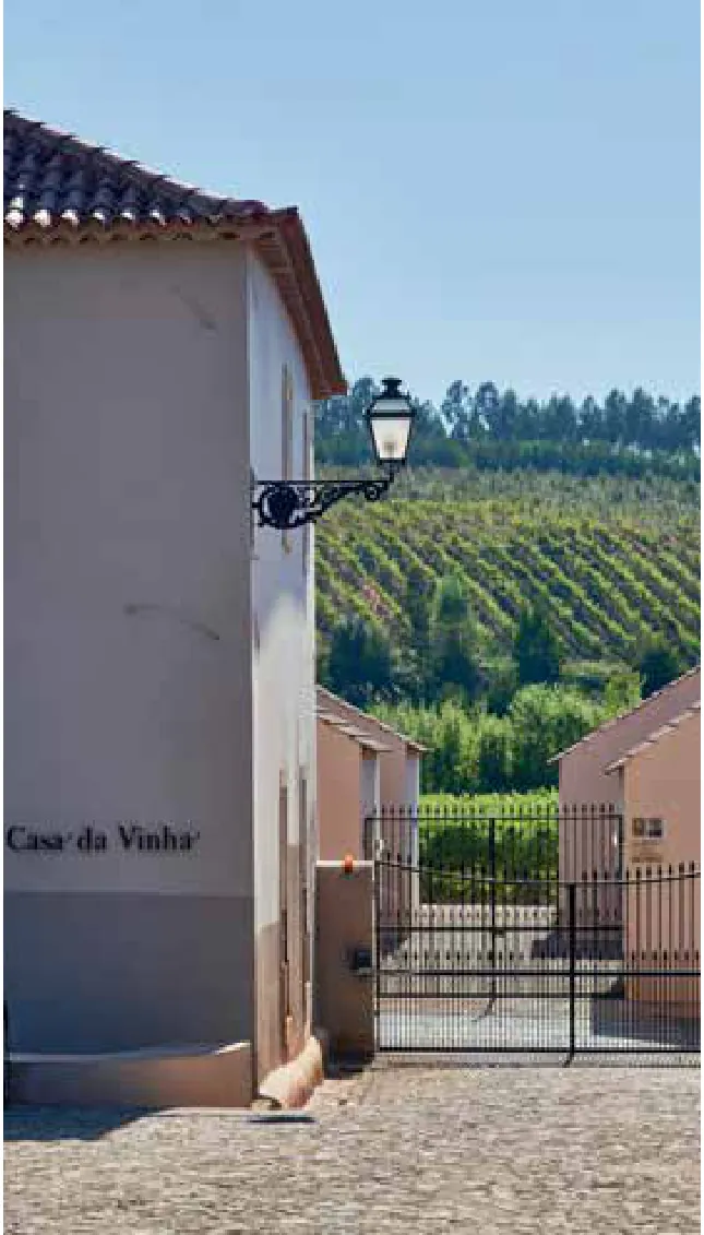 Casa Romana Vini — fotografia 5