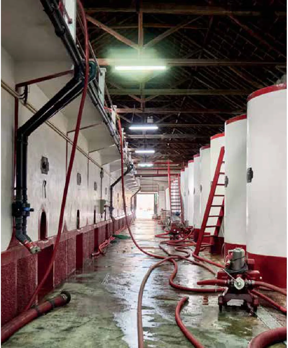DFJ Vinhos — fotografia 3