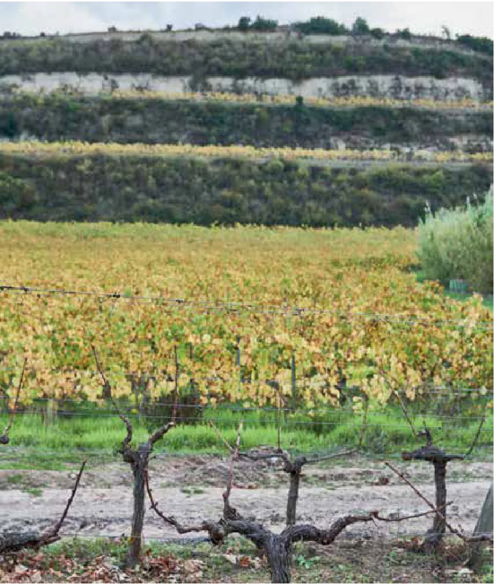 Enoport Wines — fotografia 3