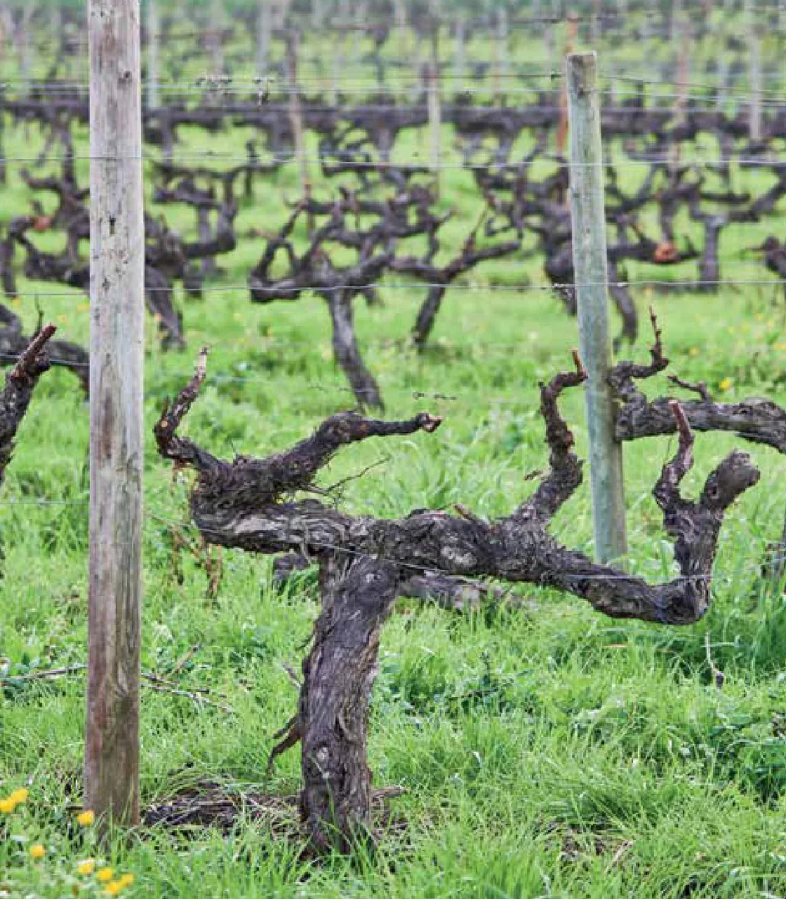 Quinta de Pancas