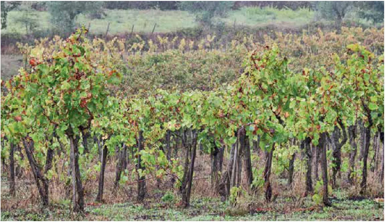 Quinta do Montalto