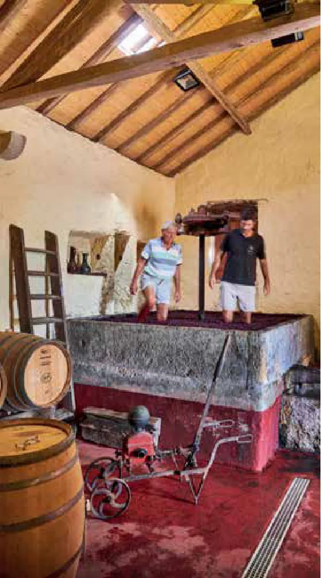 Ramilo Wines — fotografia 3