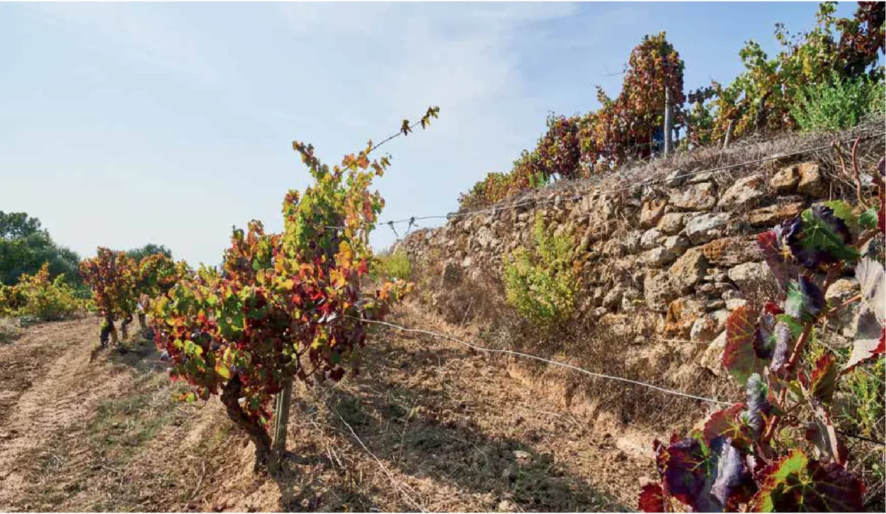 Ramilo Wines