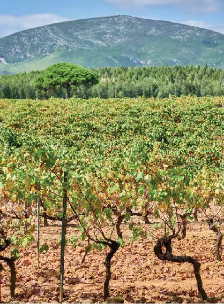 Vassala Wines — fotografia 3