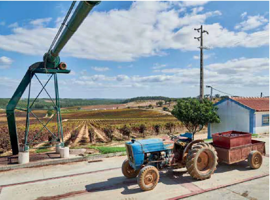 Vassala Wines — fotografia 4