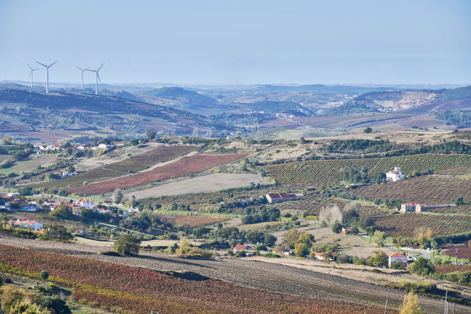 Adega Moor