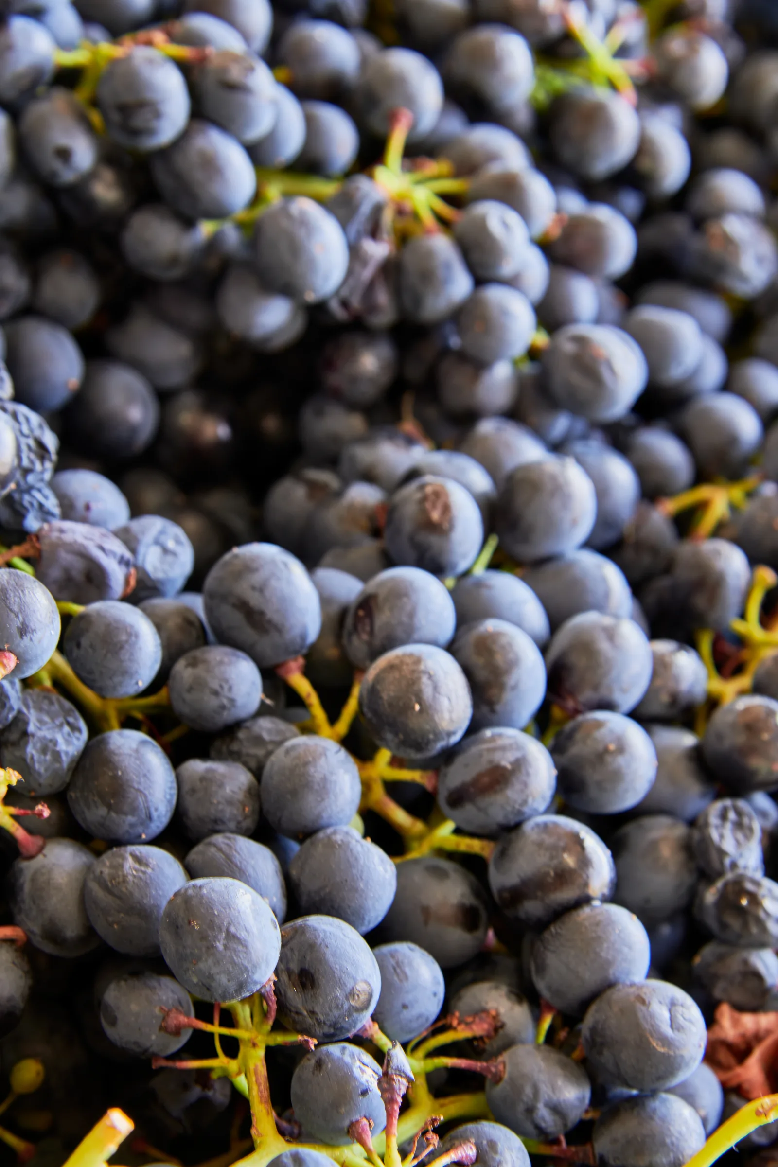 Casa Romana Vini — fotografia 10