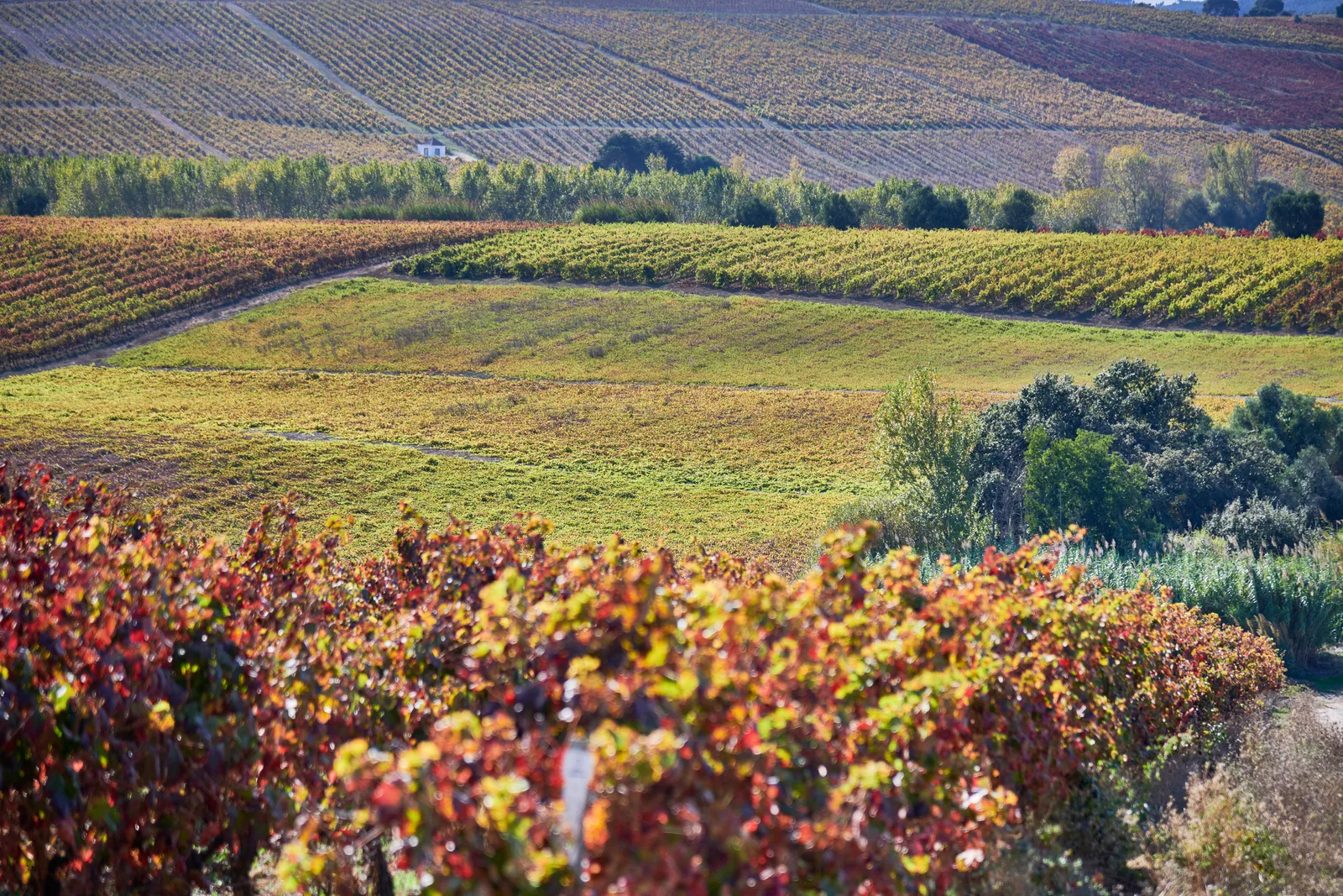DFJ Vinhos — fotografia 5
