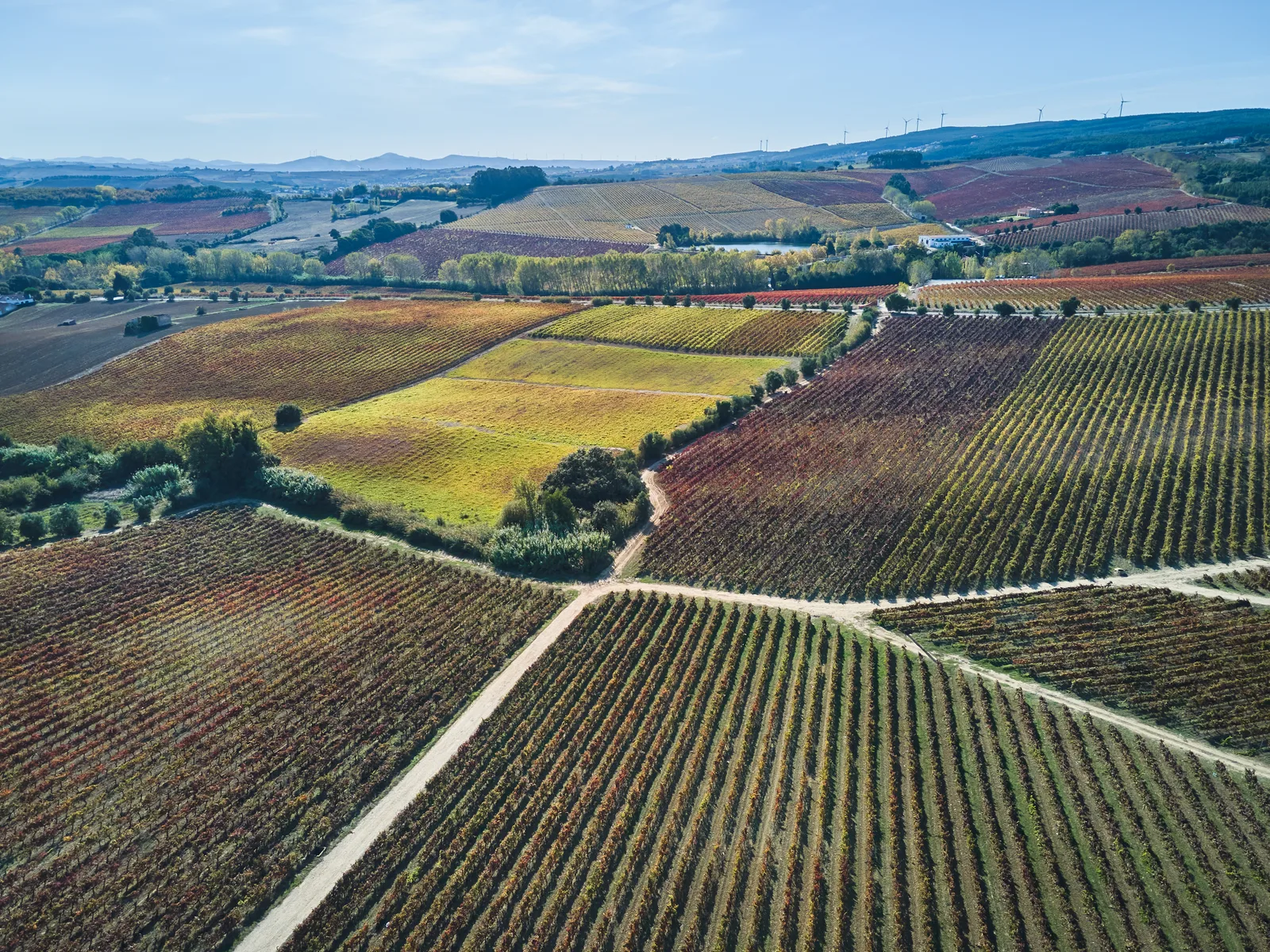 DFJ Vinhos — fotografia 6