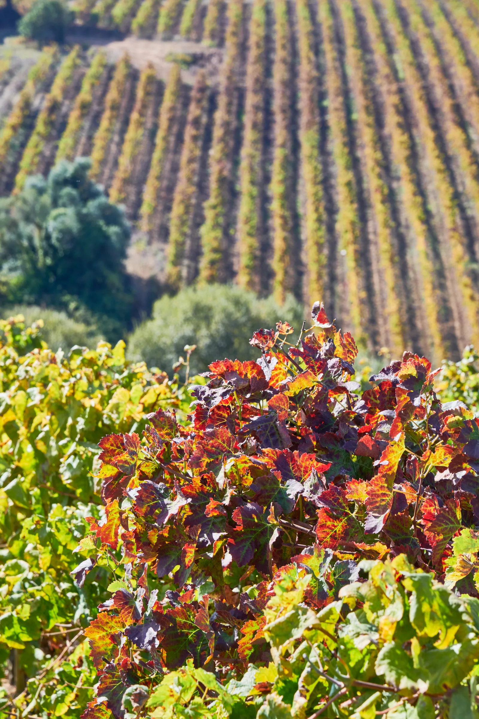 DFJ Vinhos — fotografia 10