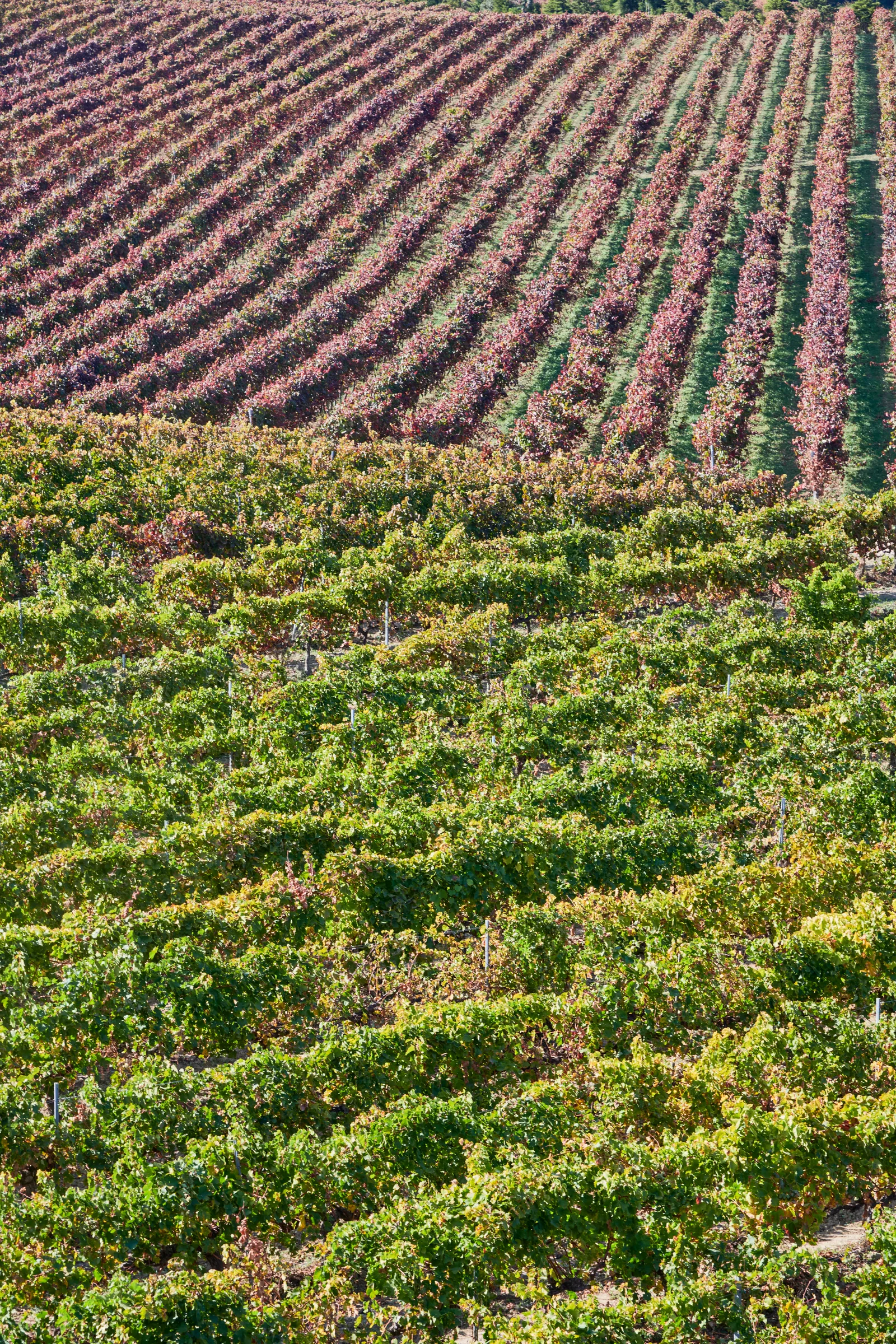 DFJ Vinhos — fotografia 12