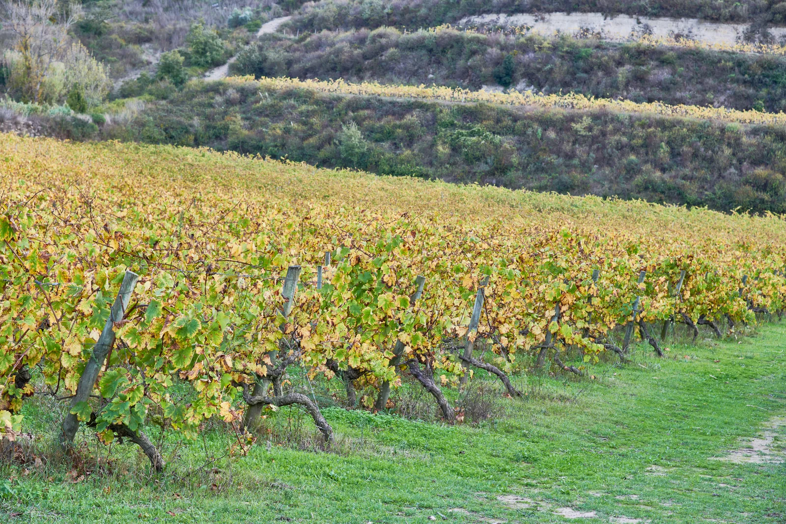 Enoport Wines — fotografia 6