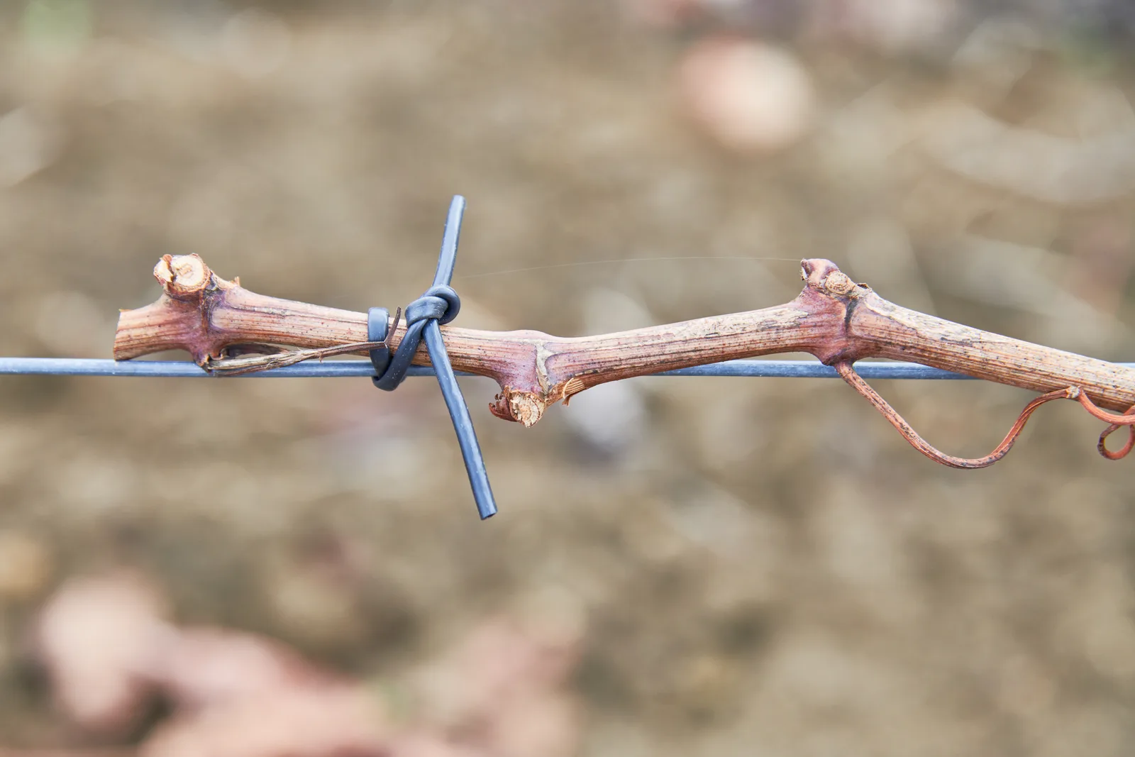 Garrocha Wines — fotografia 6