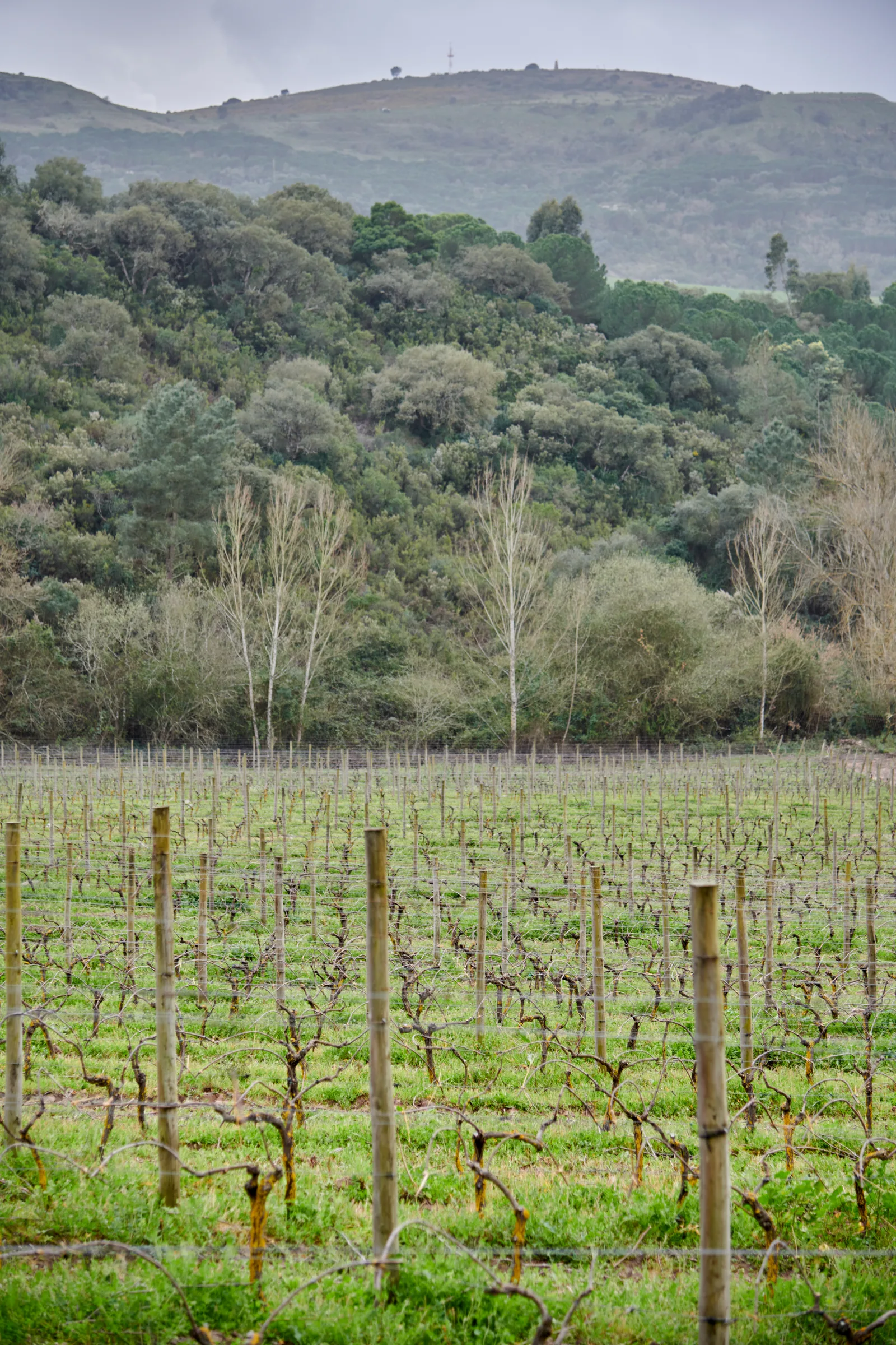 Quinta da Romeira — fotografia 12