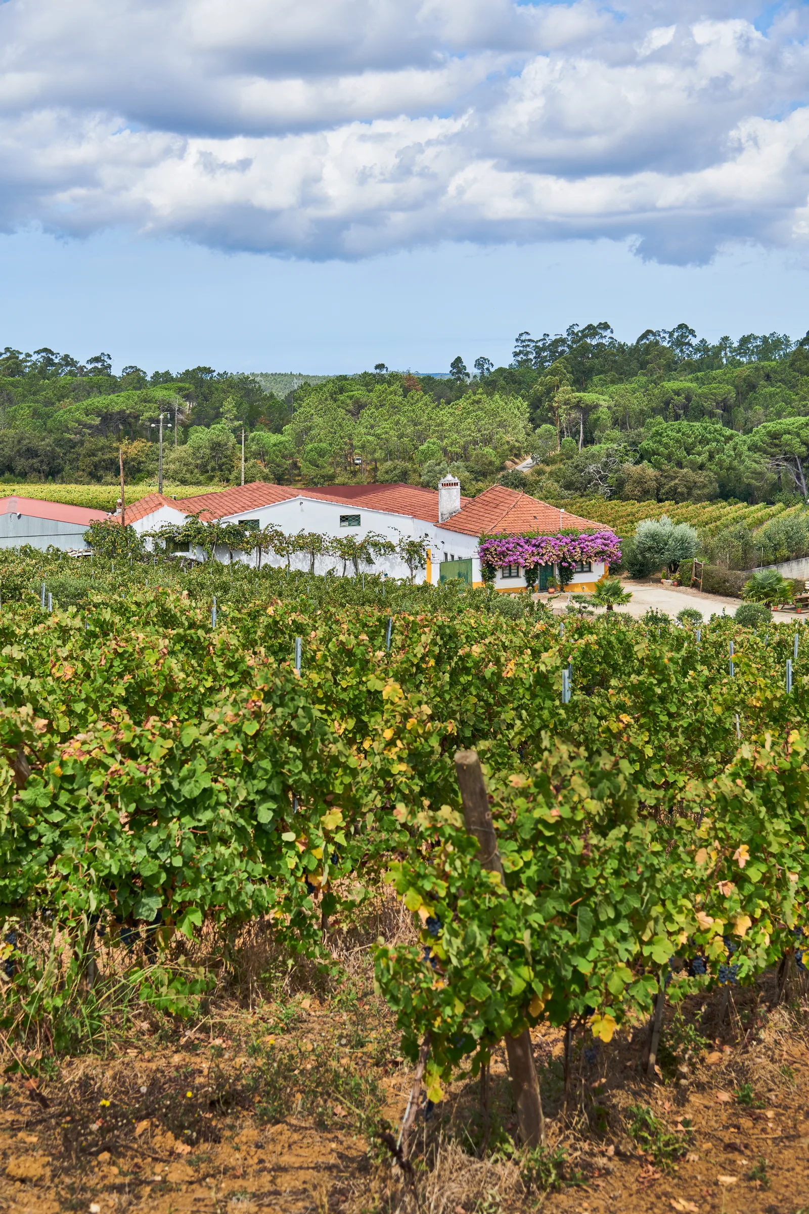 Quinta da Sapeira — fotografia 7