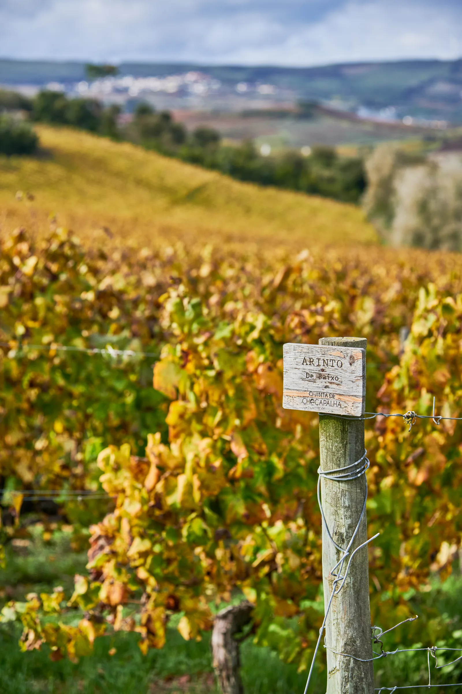 Quinta de Chocapalha — fotografia 5