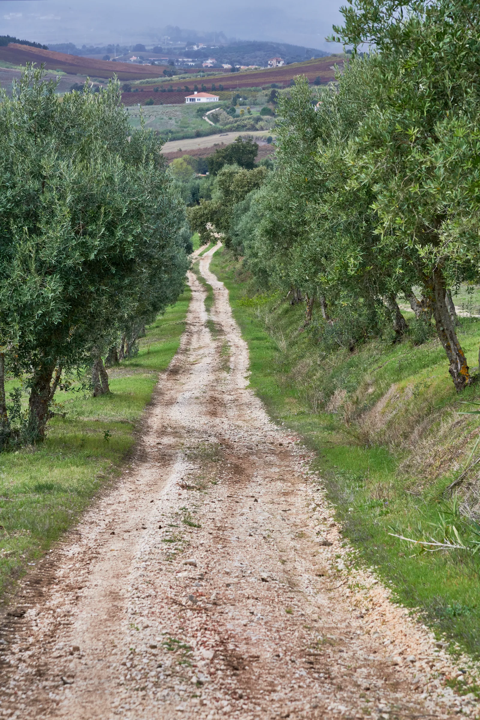 Quinta de Chocapalha — fotografia 12
