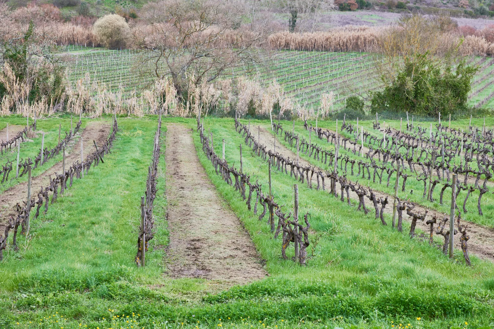 Quinta de Pancas — fotografia 9