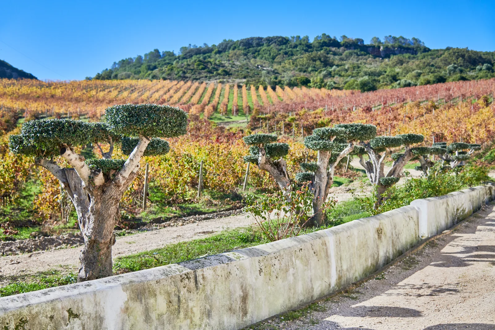 Quinta de S. Sebastião — fotografia 7