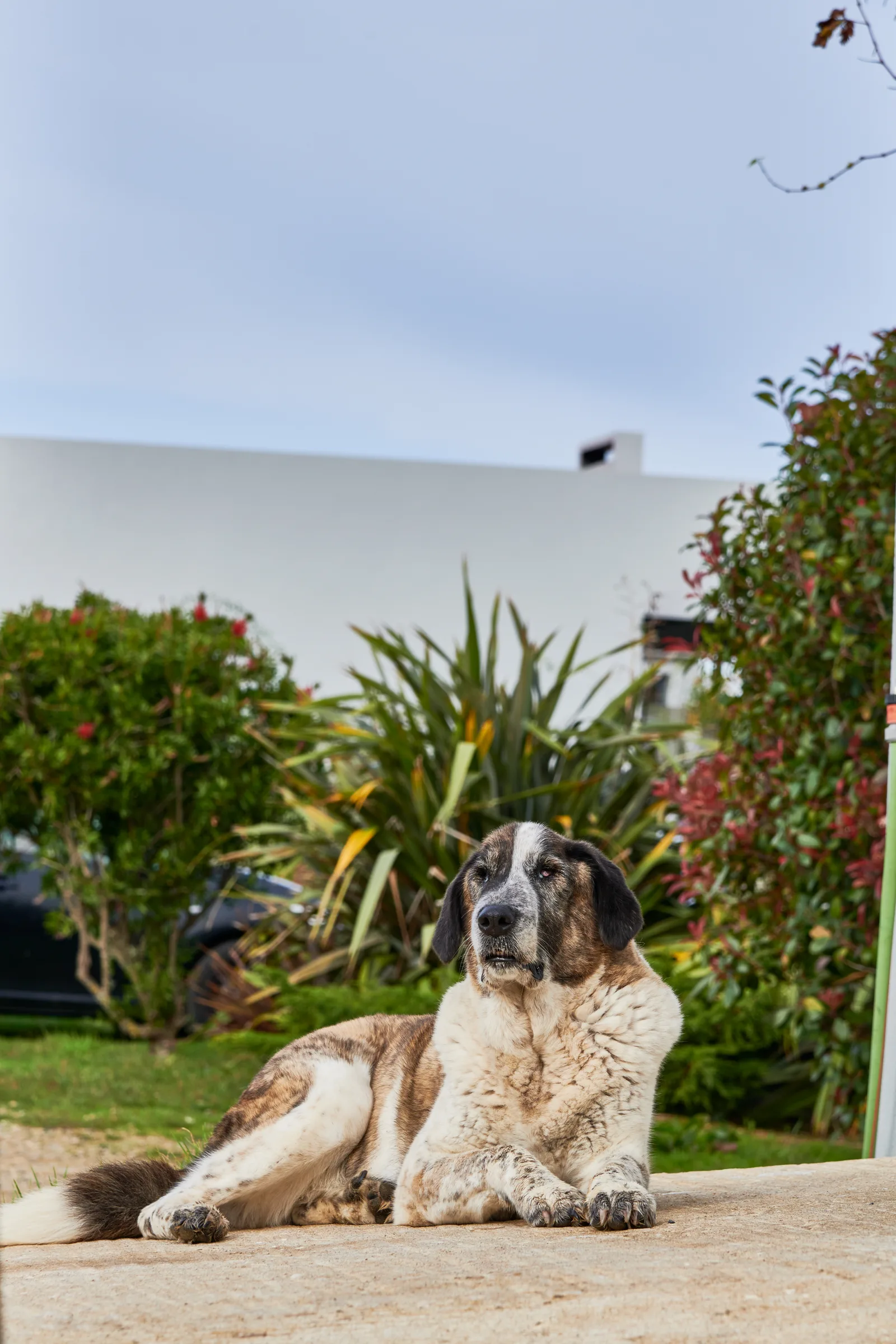 Quinta de San Michel — fotografia 6