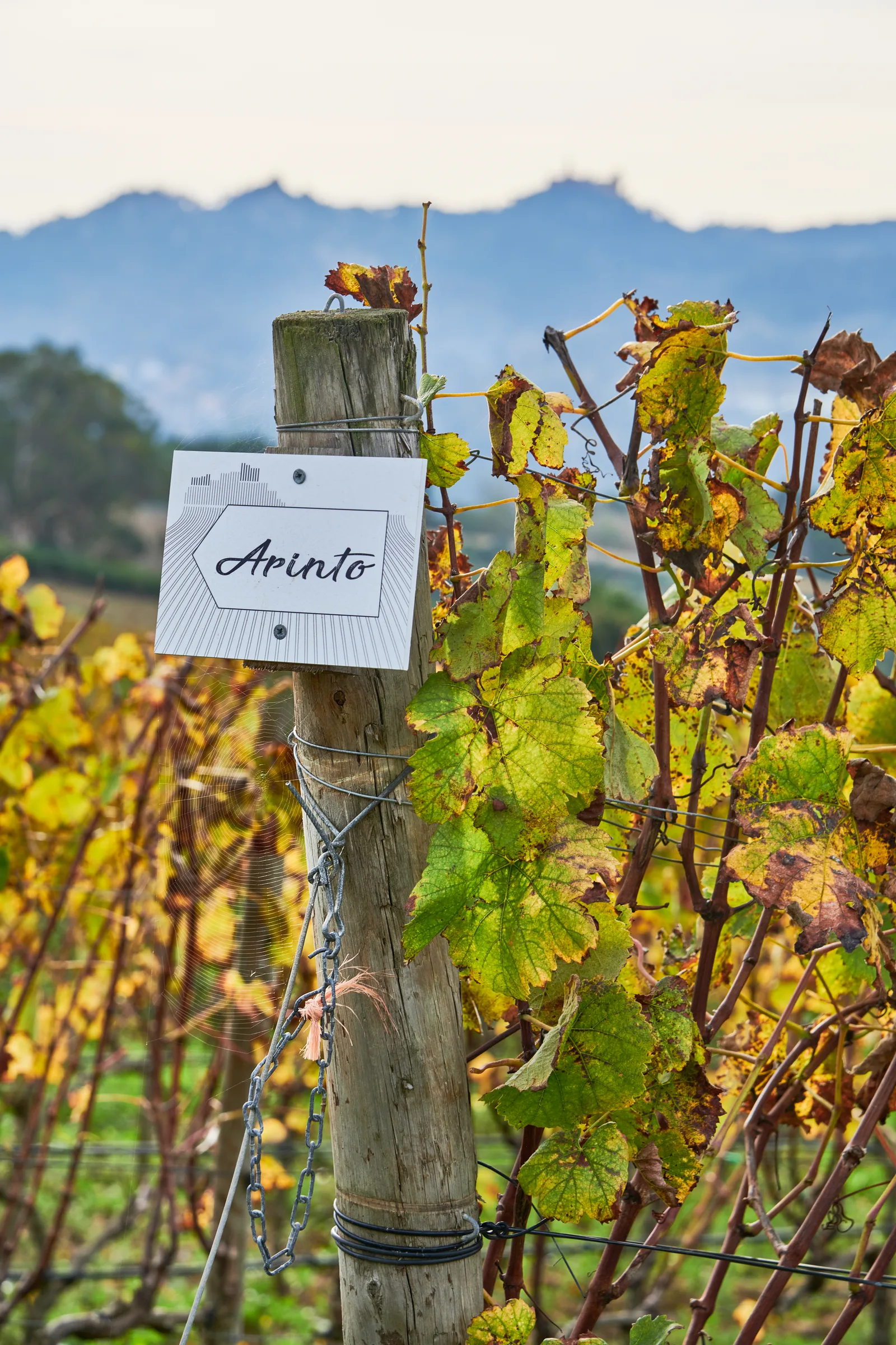 Quinta de San Michel — fotografia 11