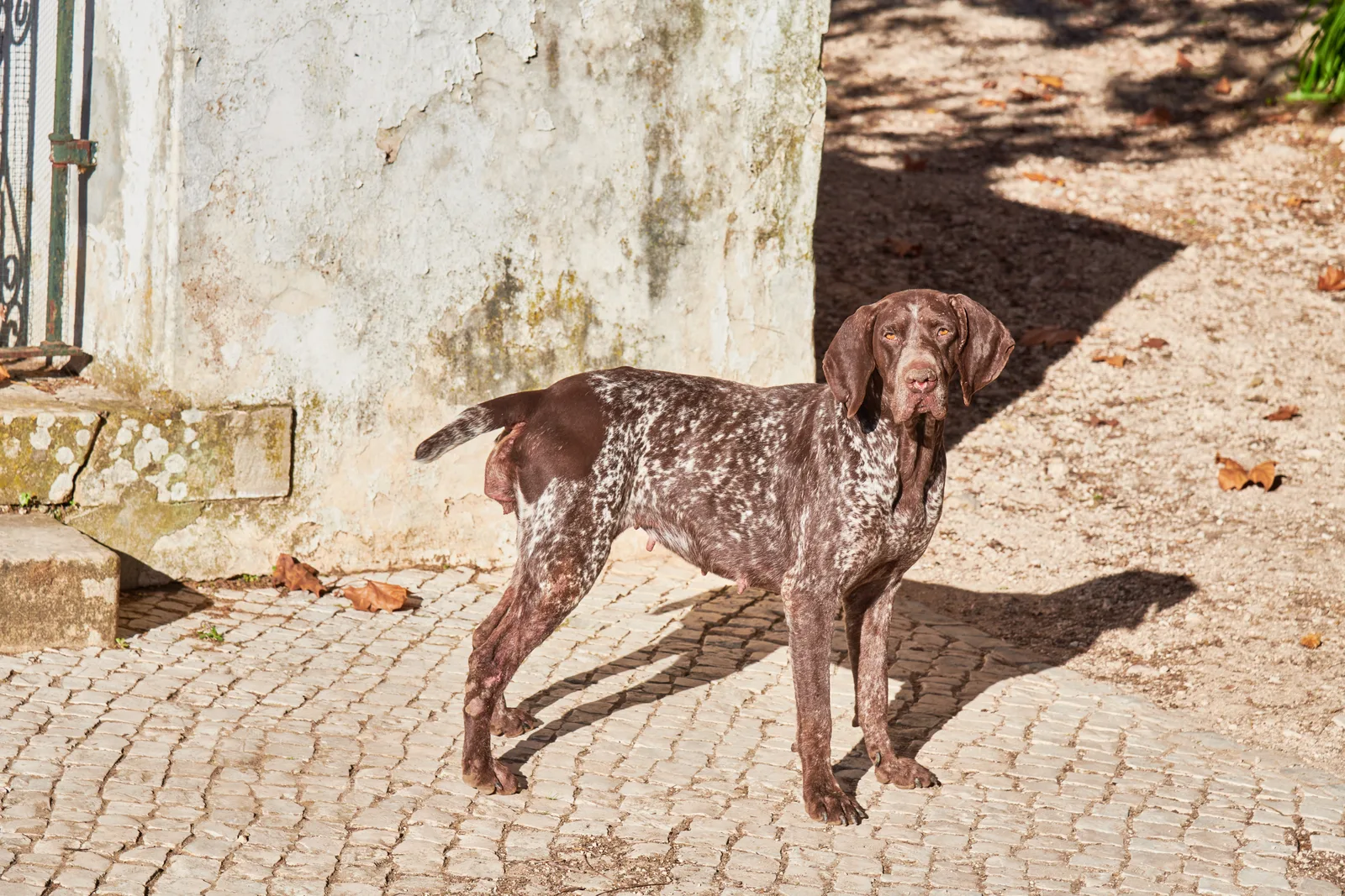 Quinta de São Bartolomeu — fotografia 7