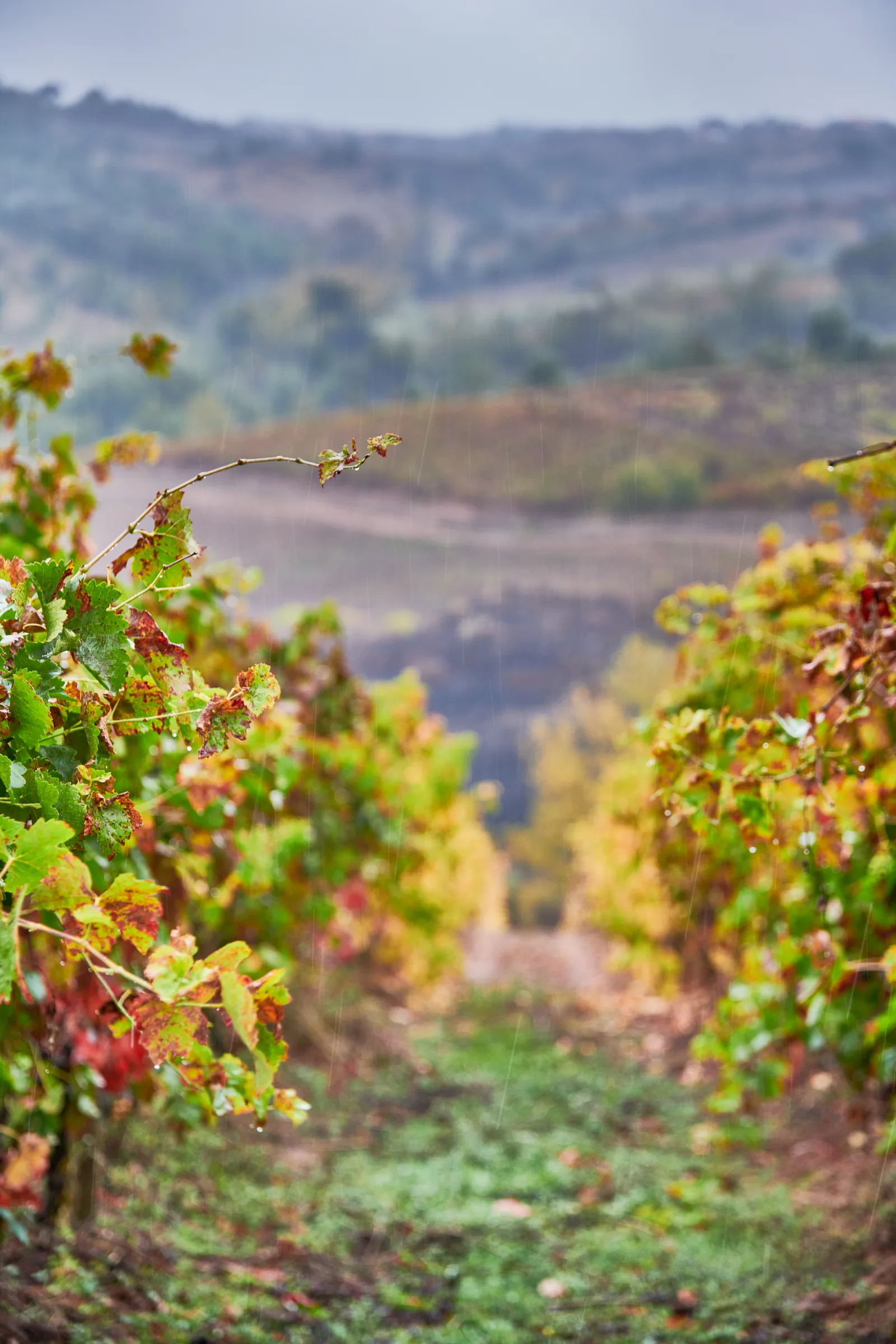 Quinta de Vale Mourisco — fotografia 3