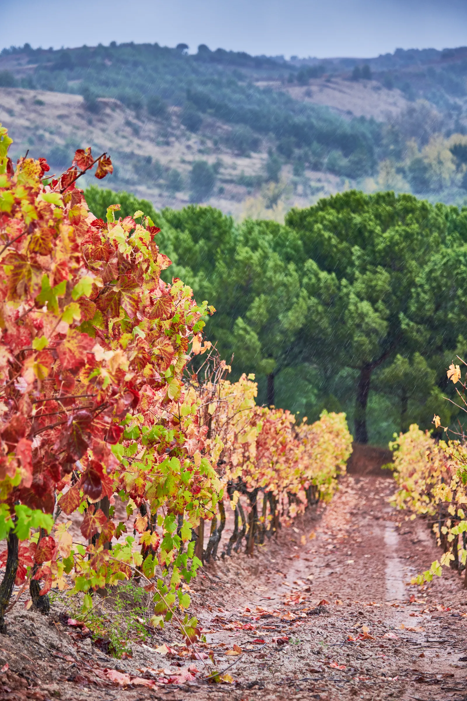 Quinta de Vale Mourisco — fotografia 9