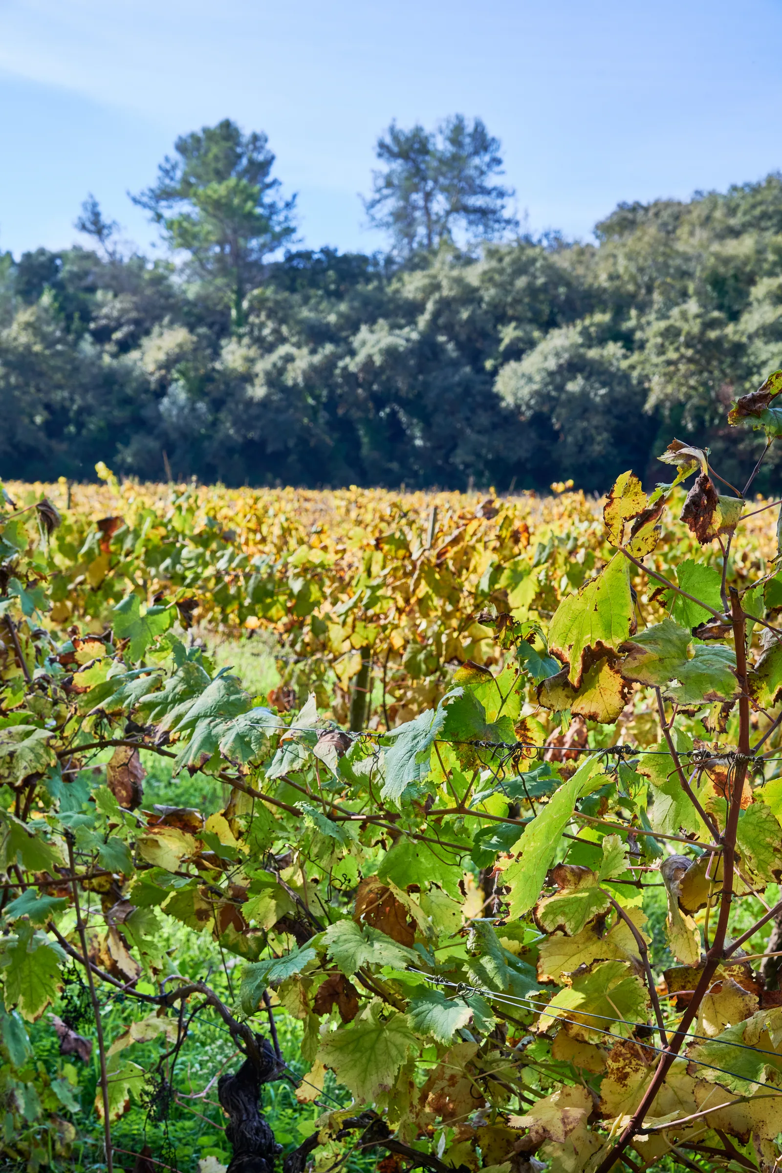 Quinta do Avelar — fotografia 11