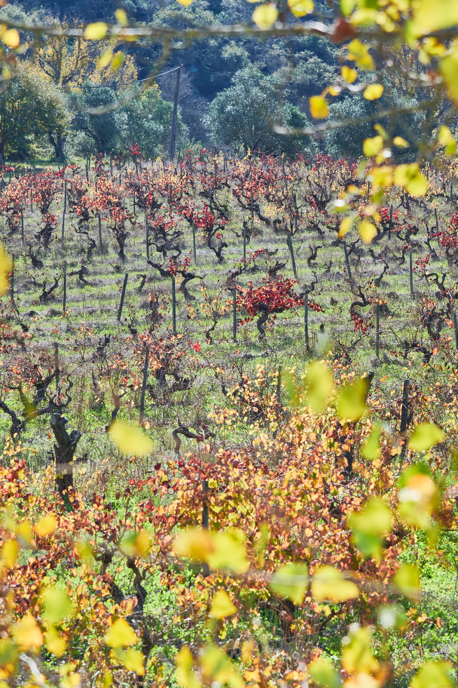 Quinta do Avelar — fotografia 14