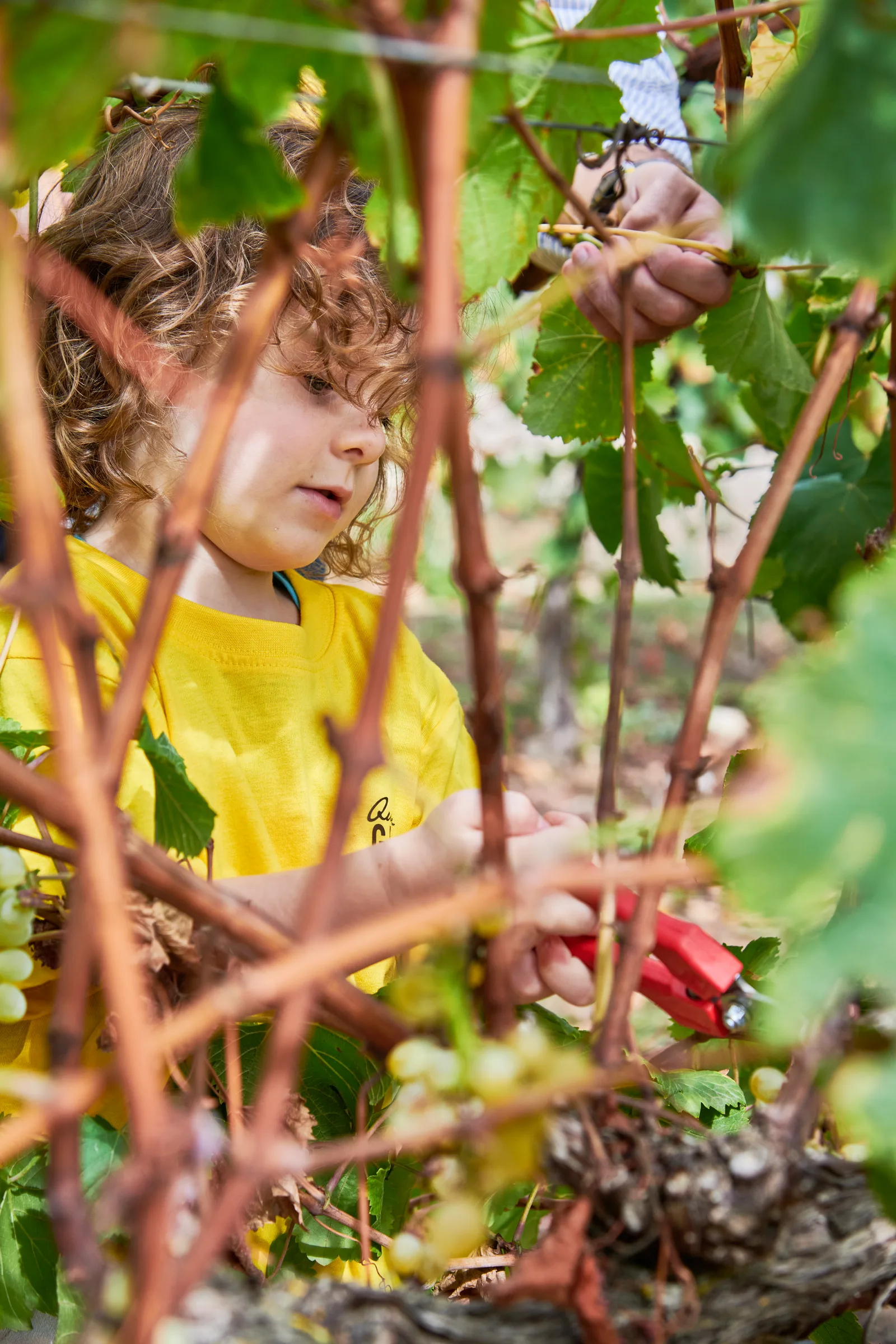 Quinta do Gradil — fotografia 11