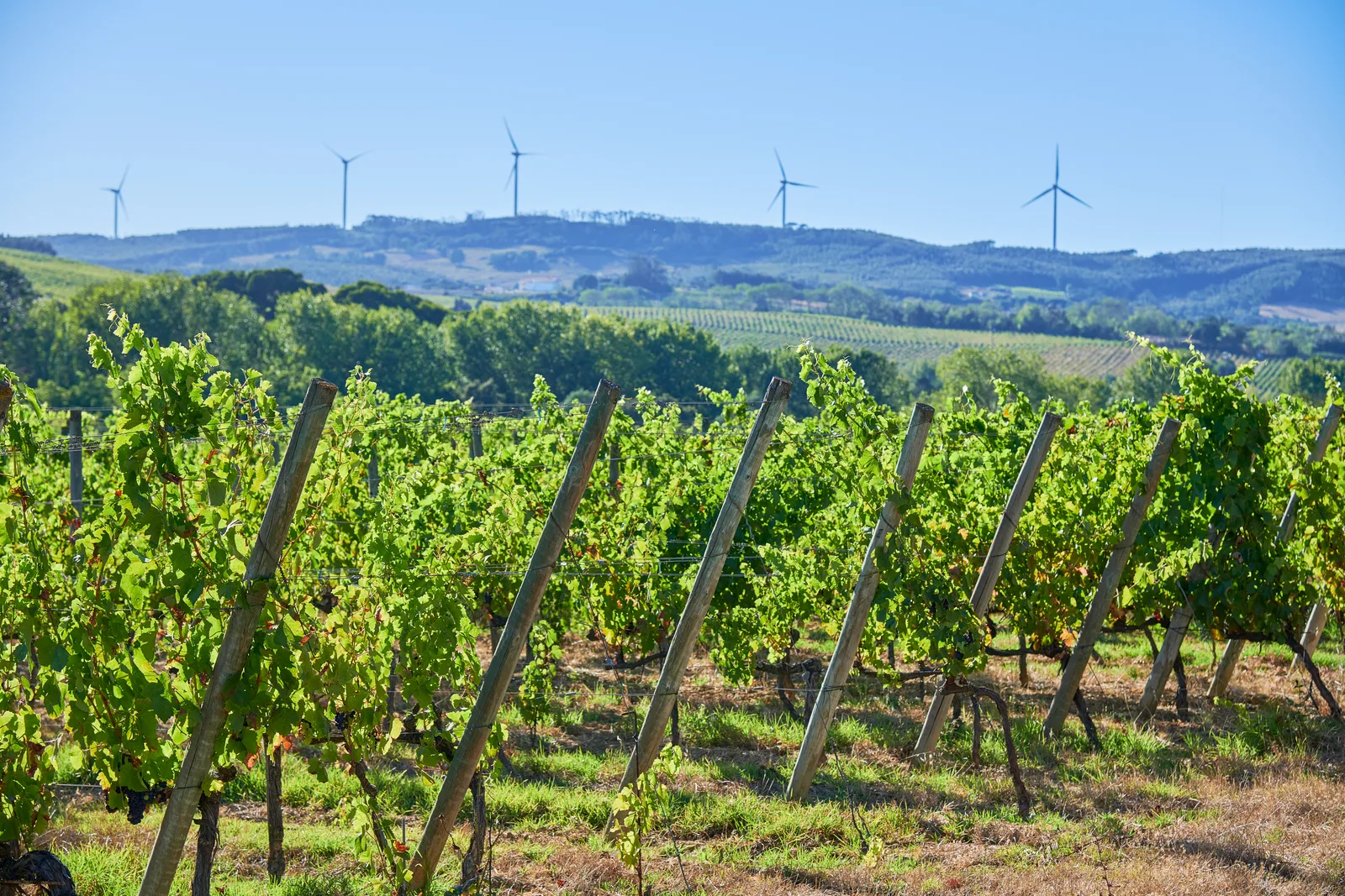 Quinta do Monte d'Oiro — fotografia 10