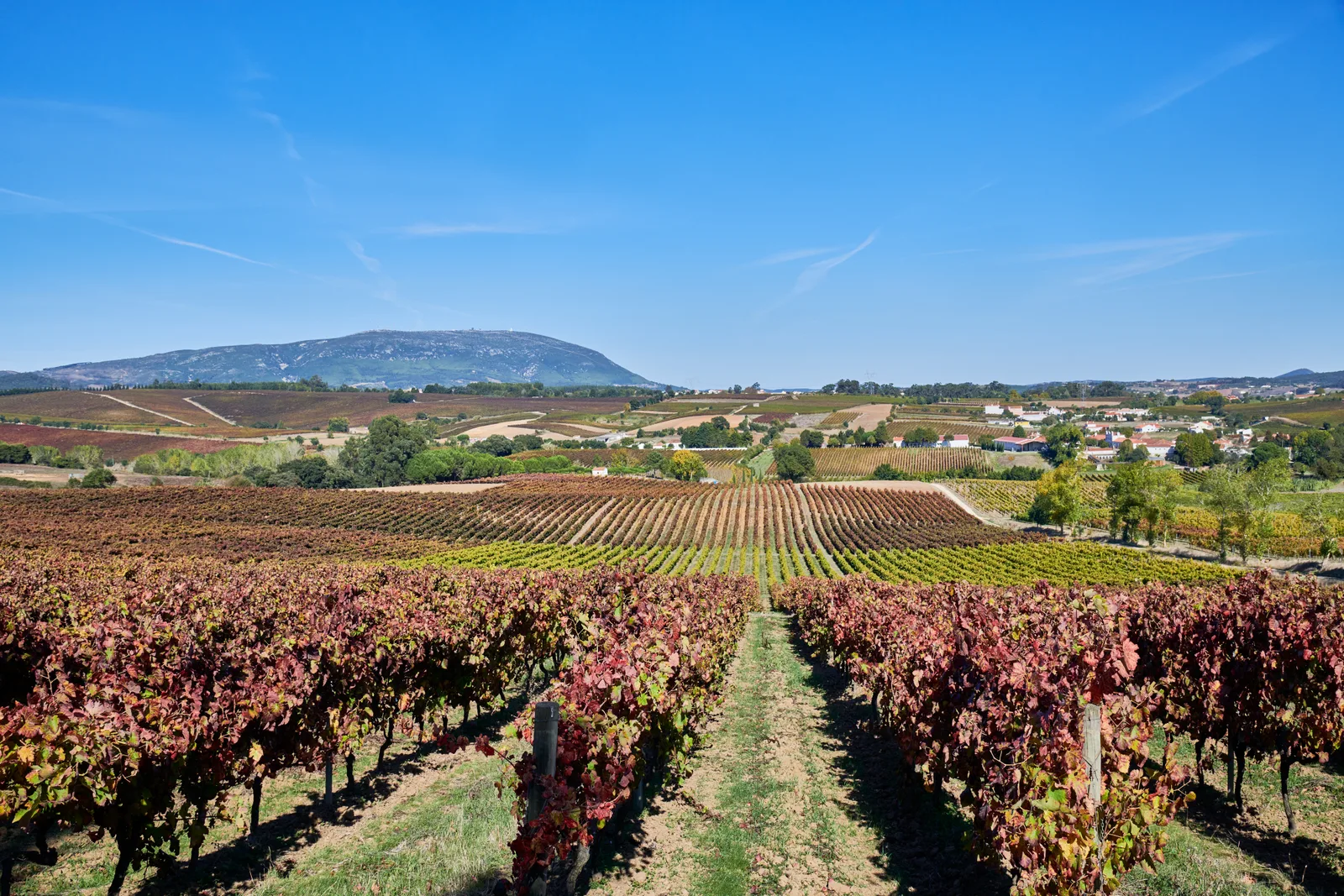 Quinta do Monte d'Oiro — fotografia 13