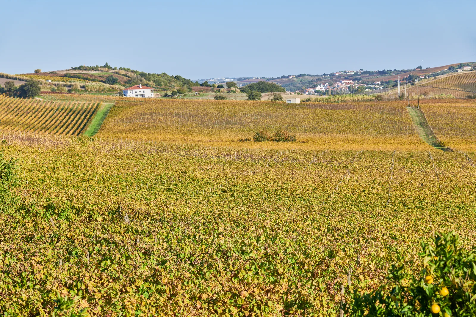 Quinta do Pinto — fotografia 14