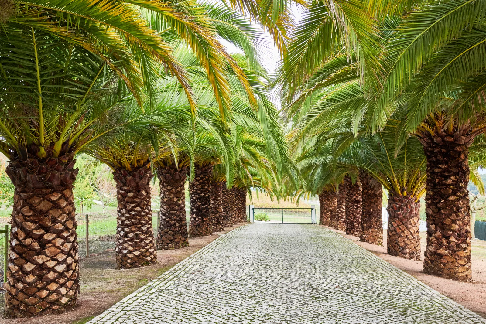 Quinta do Rol — fotografia 6