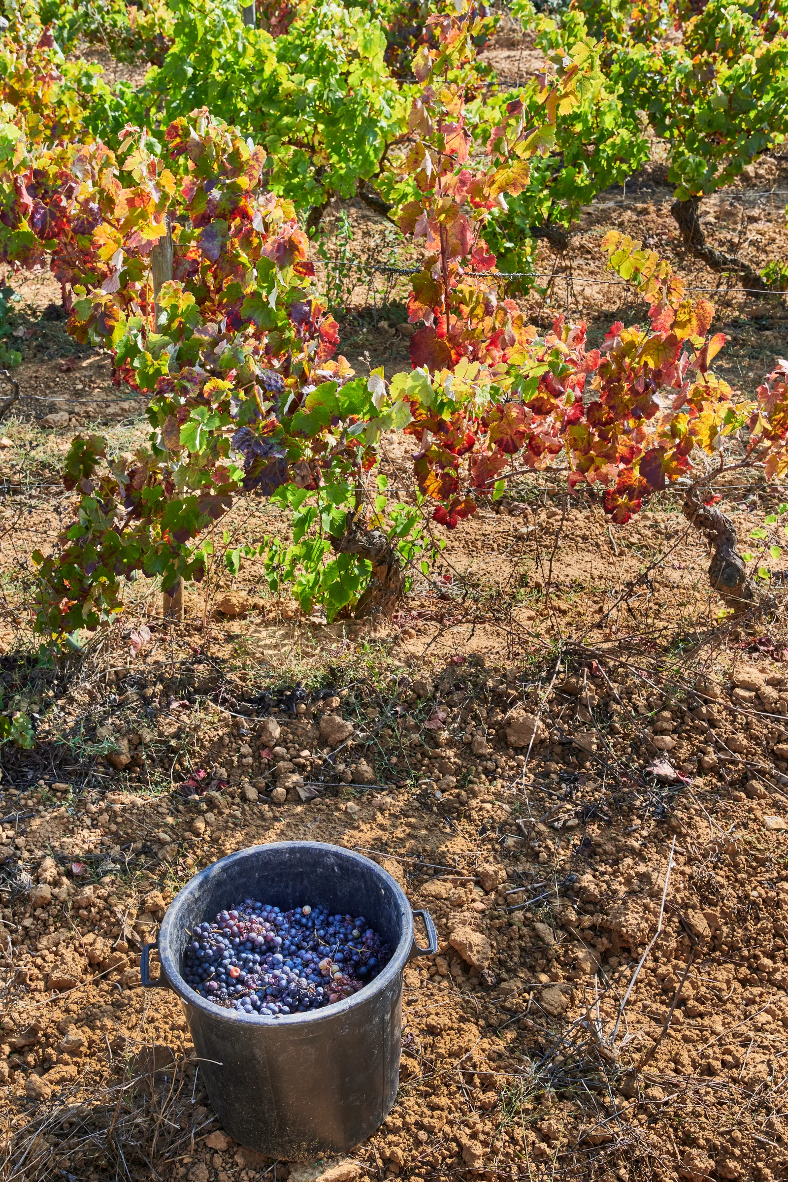 Ramilo Wines — fotografia 8
