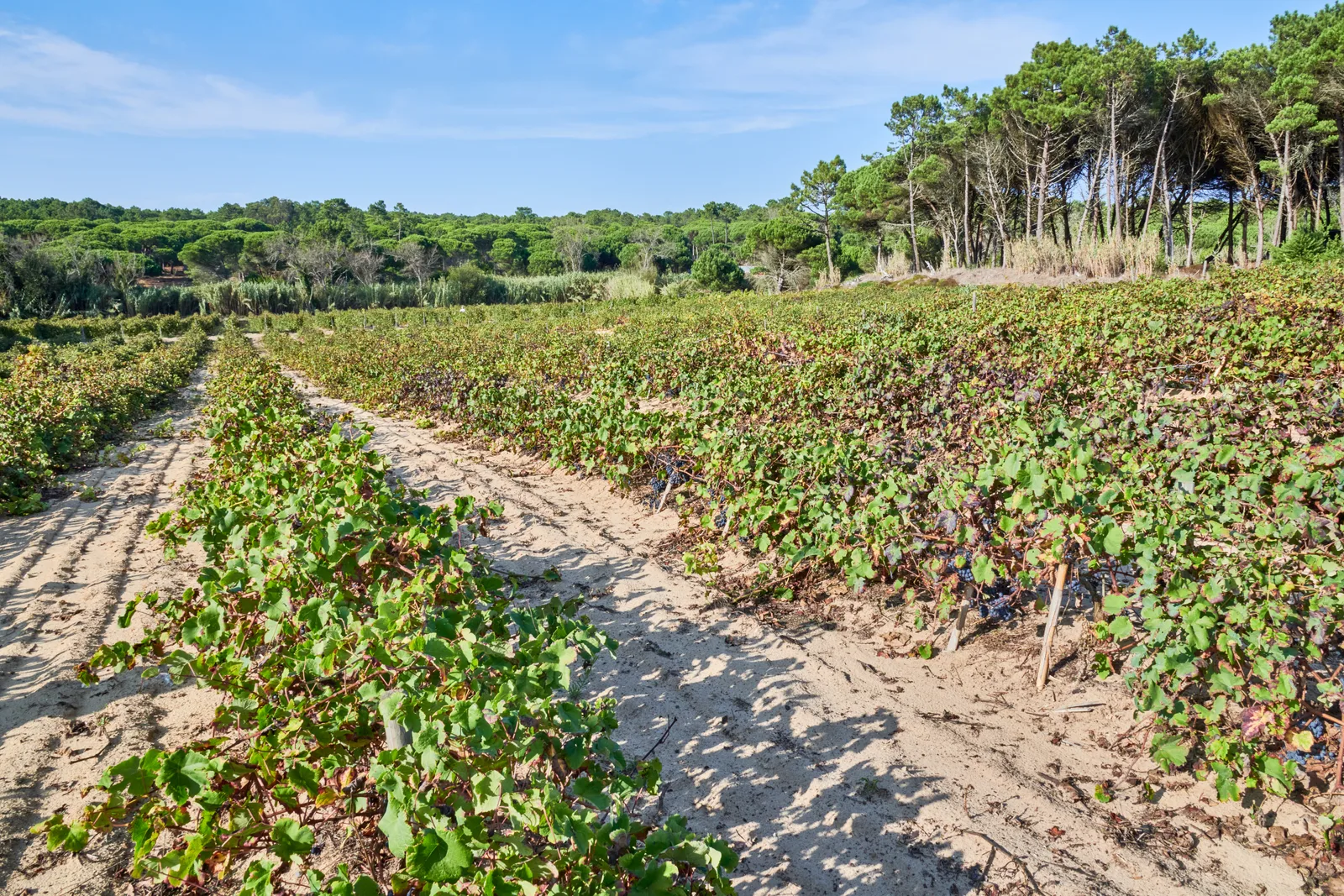 Ramilo Wines — fotografia 9