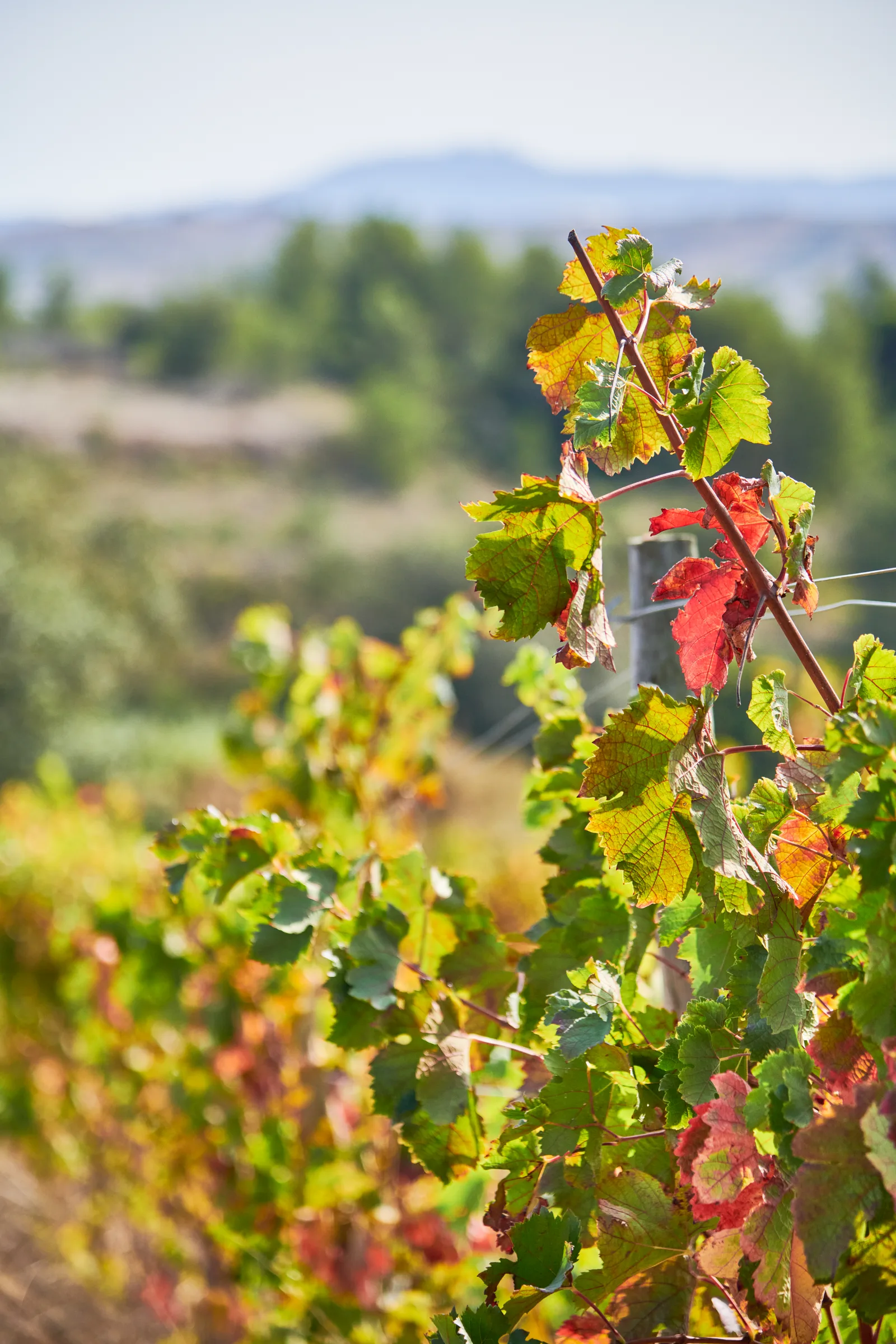 Ramilo Wines — fotografia 14