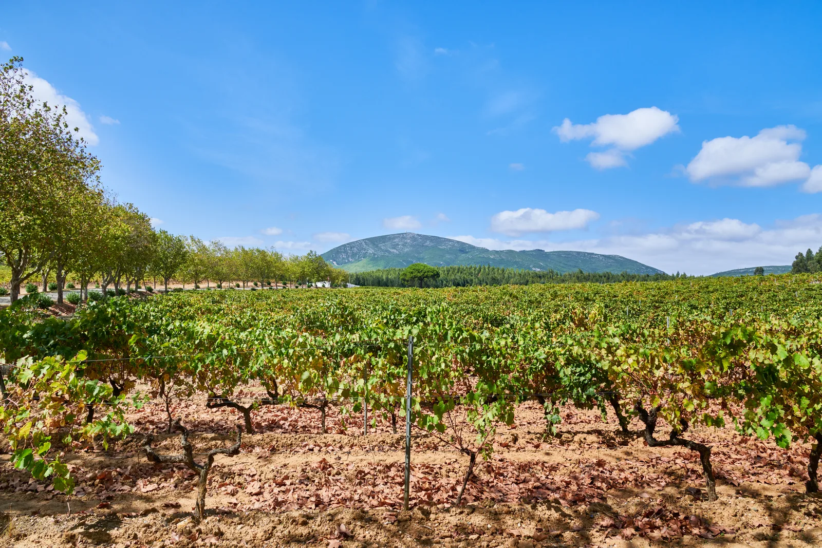 Vassala Wines — fotografia 6