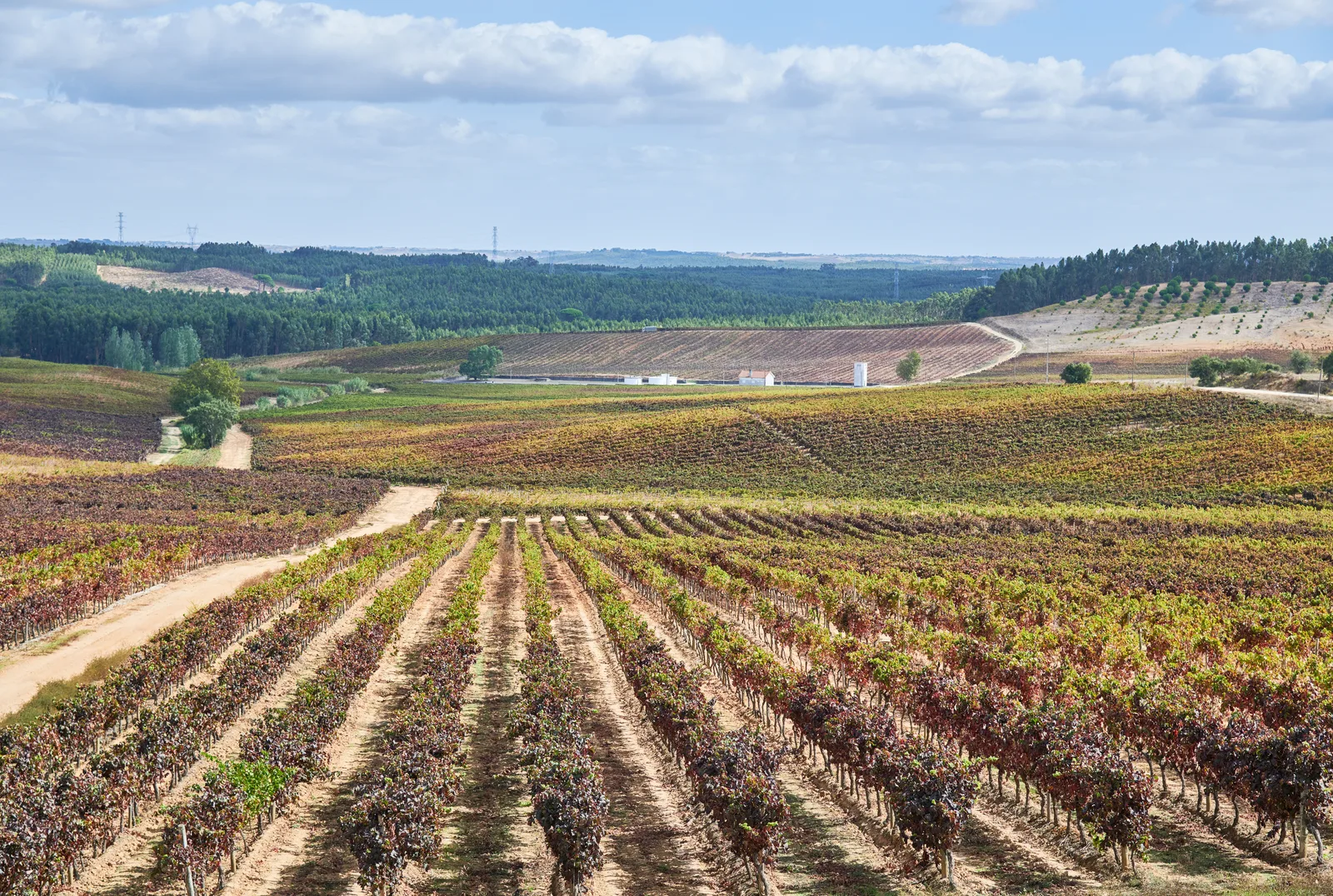 Vassala Wines — fotografia 10
