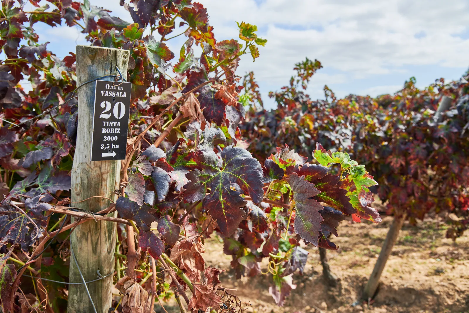 Vassala Wines — fotografia 14