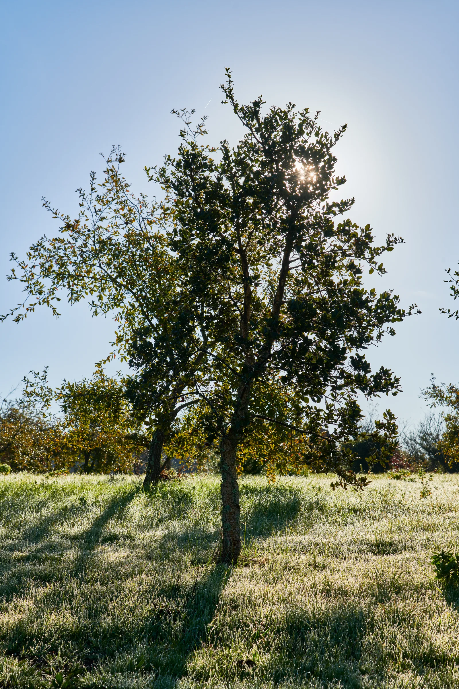 Reserva Natural do Paul da Tornada — Caldas da Rainha