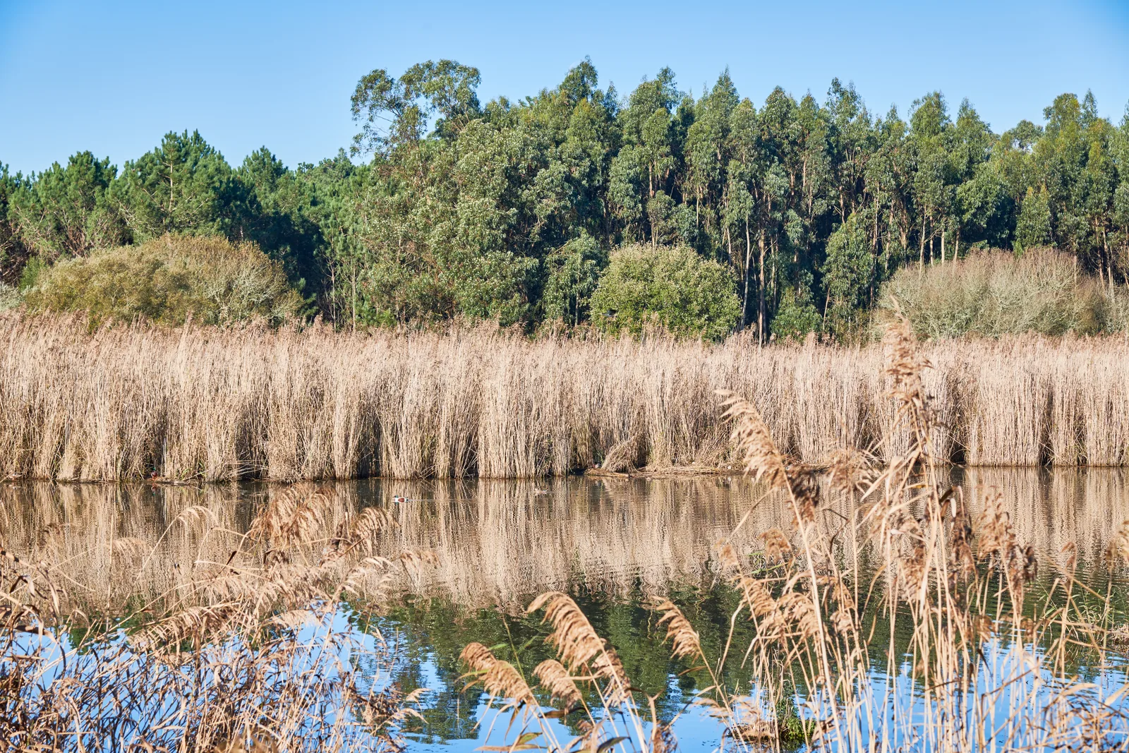 Reserva Natural do Paul da Tornada — Caldas da Rainha