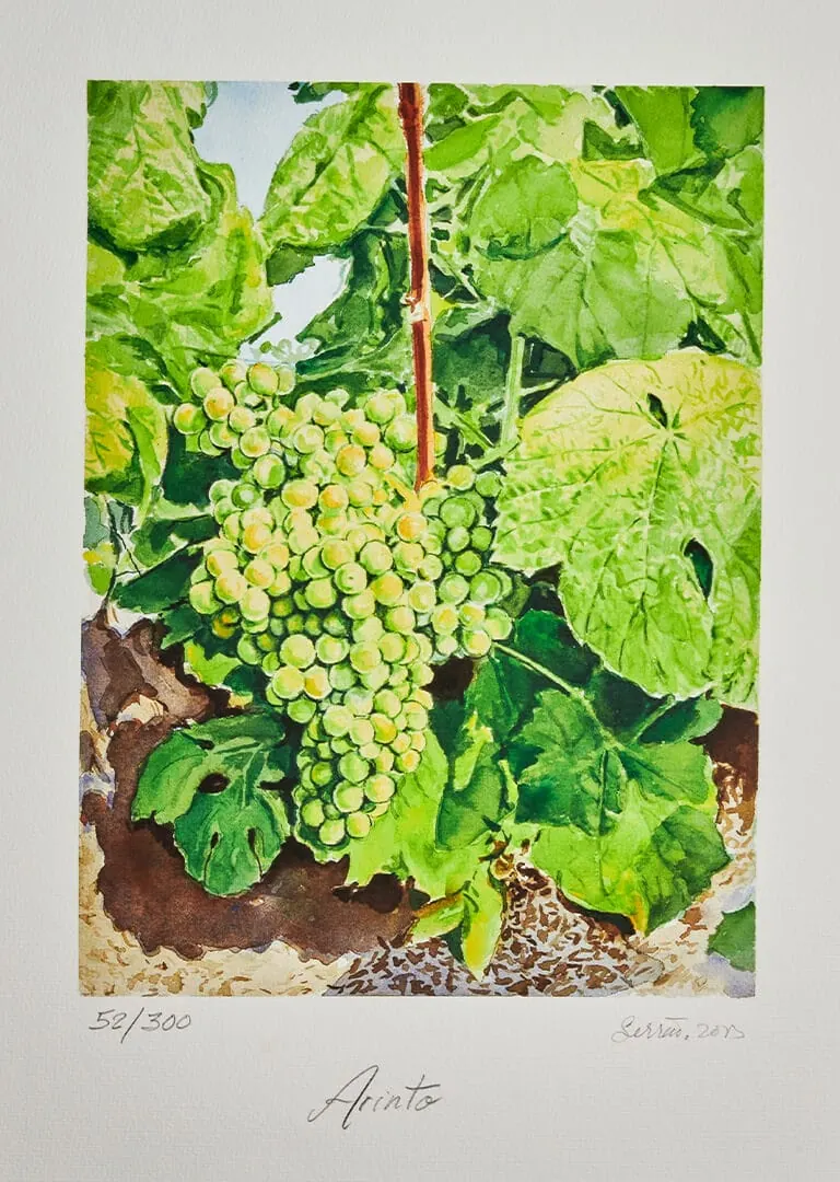 Aquarela botânica da casta Arinto