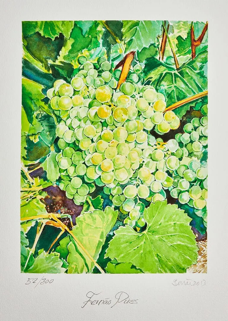 Aquarela botânica da casta Fernão Pires