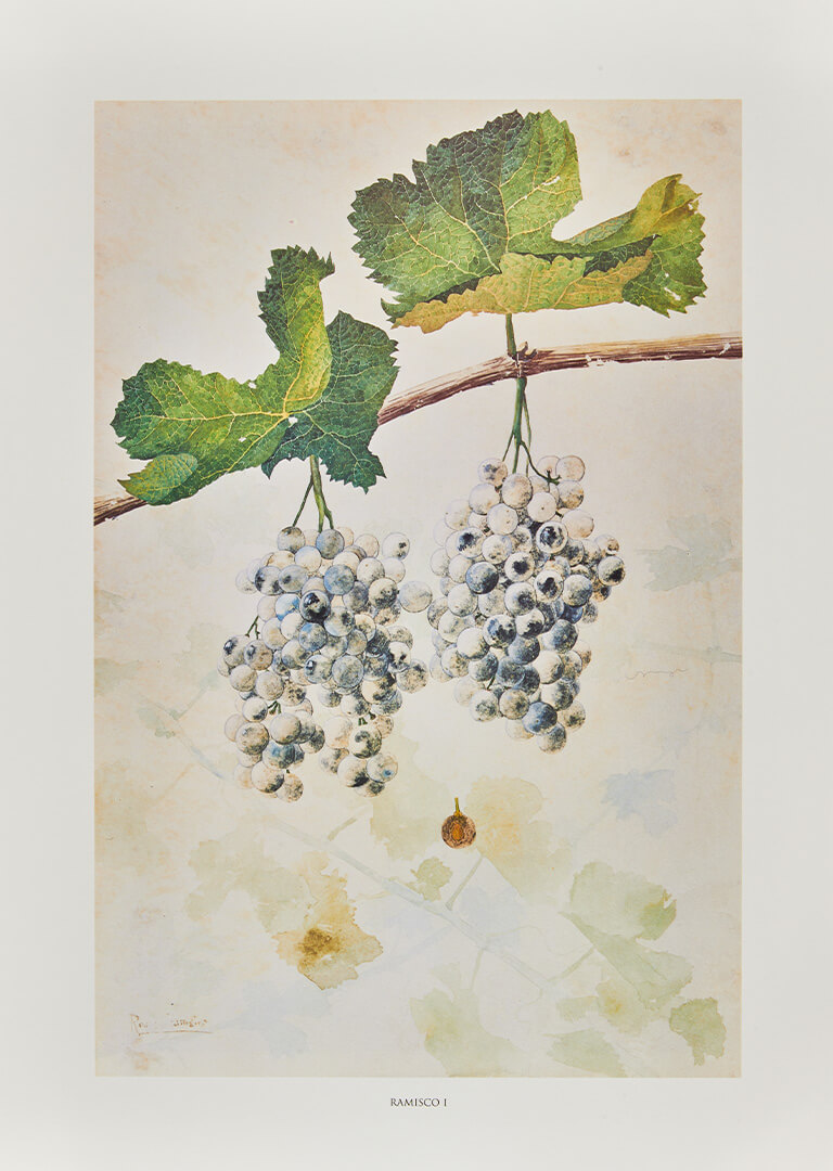 Aquarela botânica da casta Ramisco