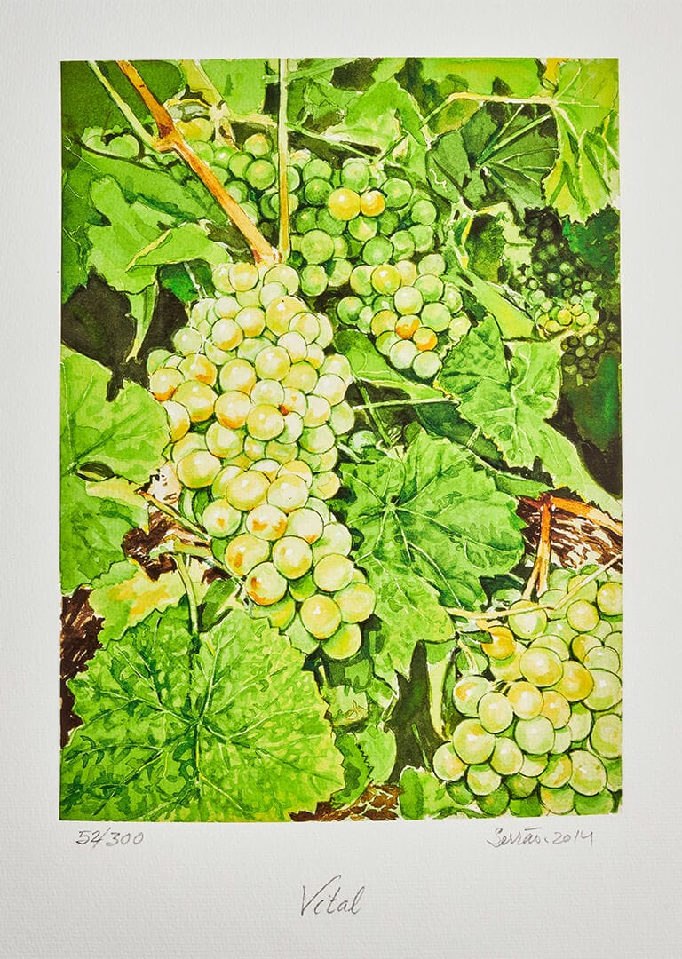 Aquarela botânica da casta Vital